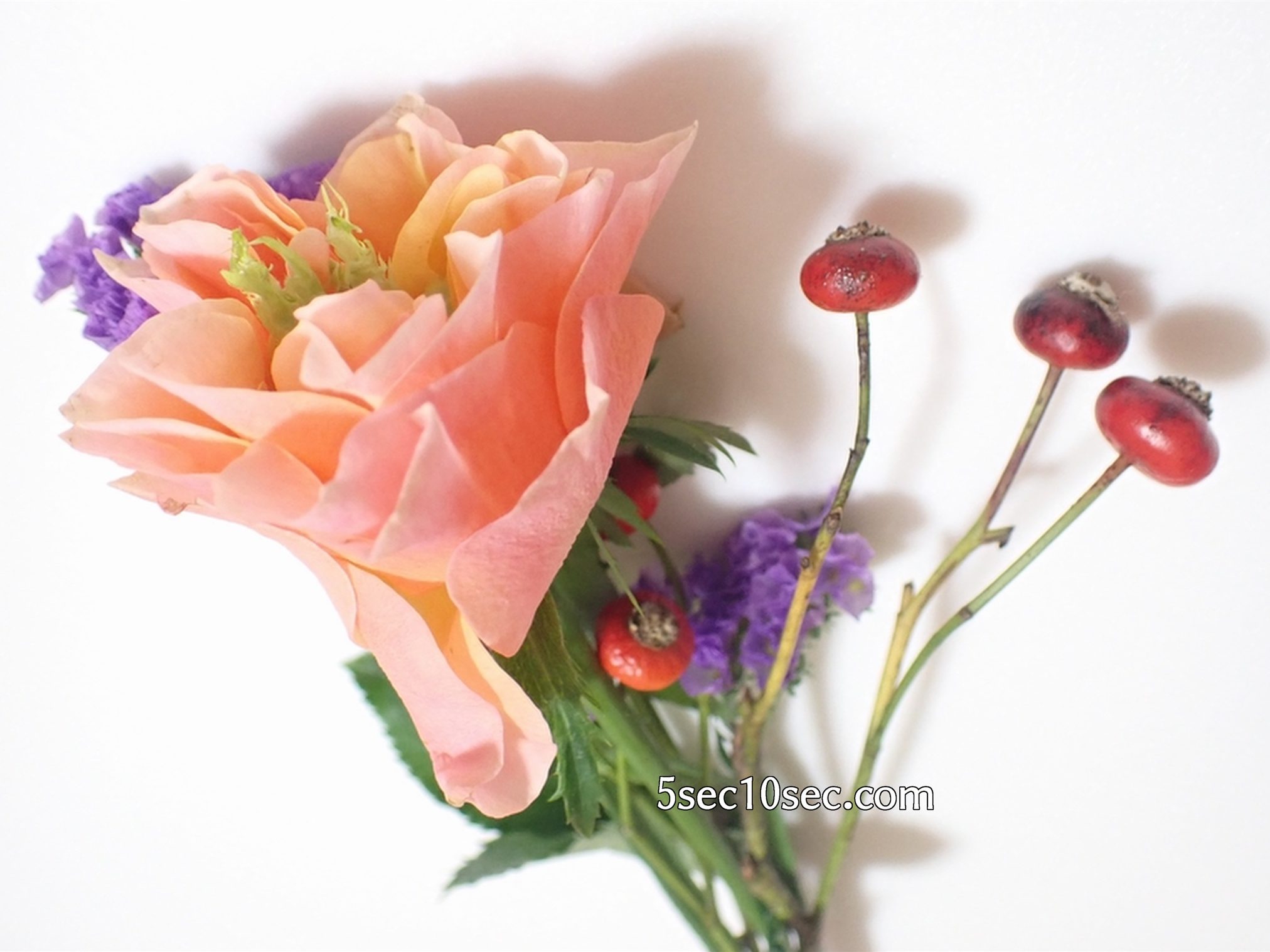 株式会社Crunch Style お花の定期便 Bloomee LIFE ブルーミーライフ　500円(税別・送料別)の体験プラン　届いたお花の写真、良い状態の元気なお花が届きました