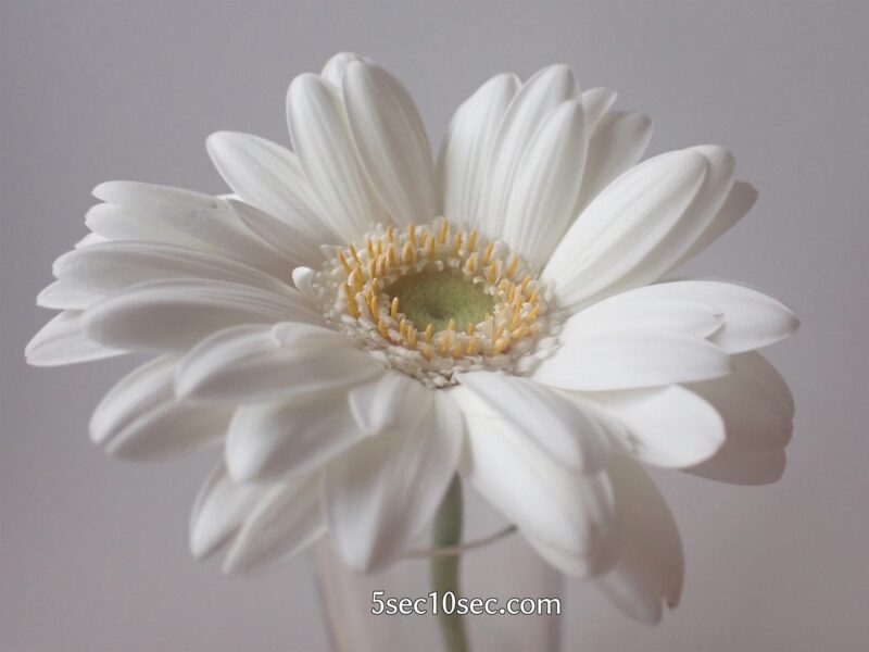 株式会社Crunch Style お花の定期便 Bloomee LIFE ブルーミーライフ 800円のレギュラープラン　ガーベラの写真