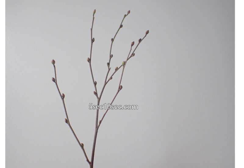 株式会社Crunch Style お花の定期便 Bloomee LIFE ブルーミーライフ レギュラープラン　写真を素材化する方法