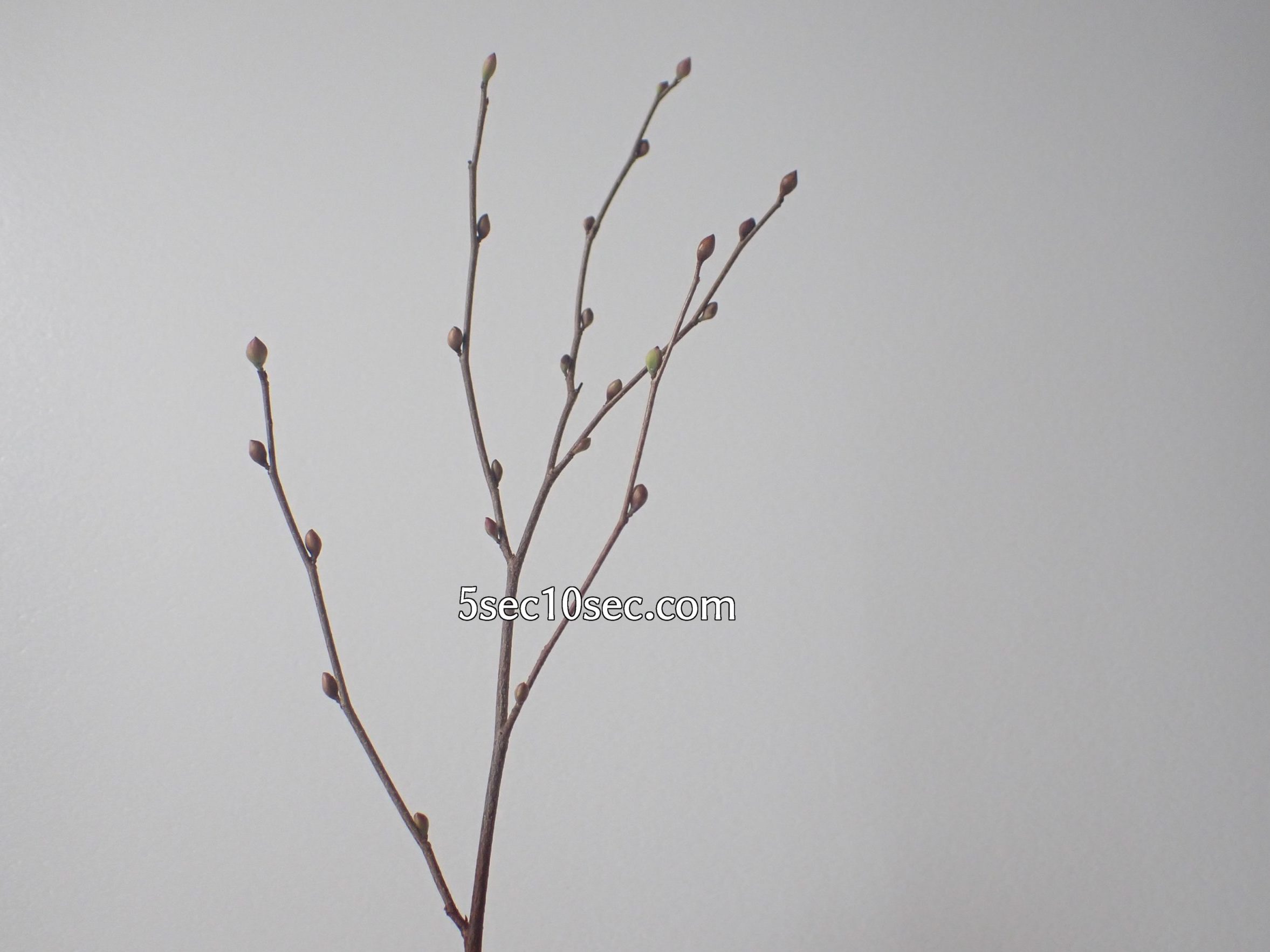株式会社Crunch Style お花の定期便 Bloomee LIFE ブルーミーライフ レギュラープラン　写真を素材化する方法