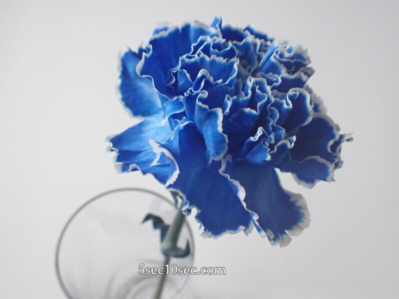 株式会社Crunch Style お花の定期便 Bloomee LIFE ブルーミーライフ 800円のレギュラープラン　染めカーネーション(青)を1輪挿しにするとこういう感じです