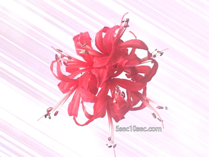 株式会社Crunch Style お花の定期便 Bloomee LIFE ブルーミーライフ 800円のレギュラープラン　透明化したお花の写真を素材として使う