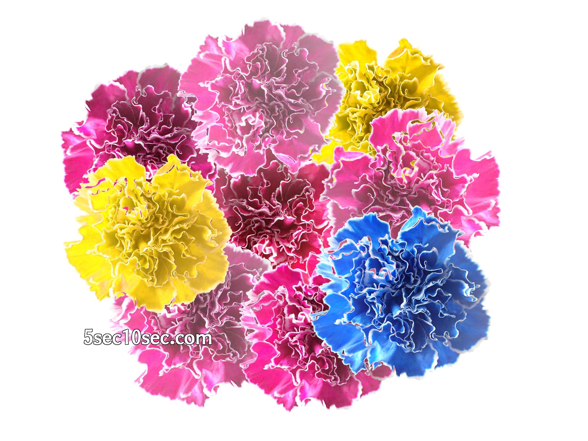 株式会社Crunch Style お花の定期便 Bloomee LIFE ブルーミーライフ　1つの花の写真を画像編集して花束の写真にしてみた