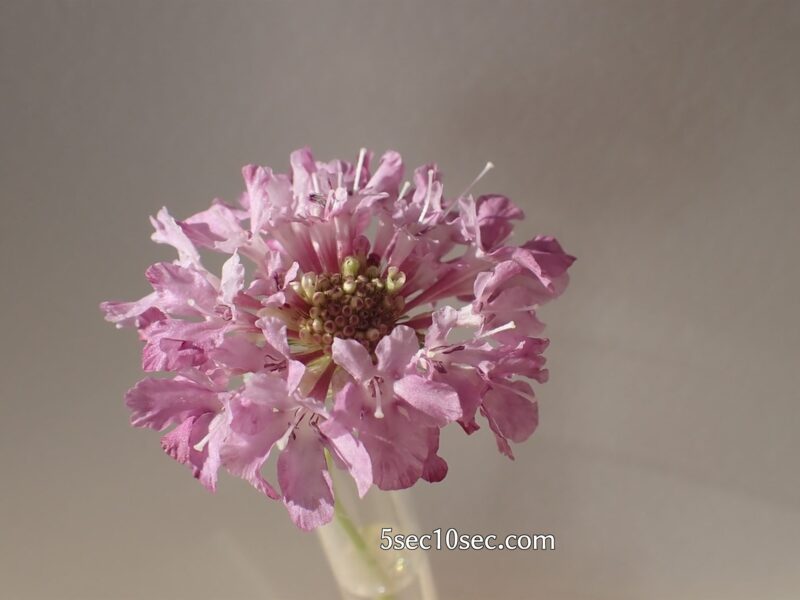 株式会社Crunch Style お花の定期便 Bloomee LIFE ブルーミーライフ　切り花の蕾から2か月越しに咲いたスカビオサ