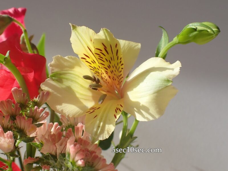 Bloomee LIFE（ブルーミーライフ）レギュラープラン　アルストロメリアのお花の模様
