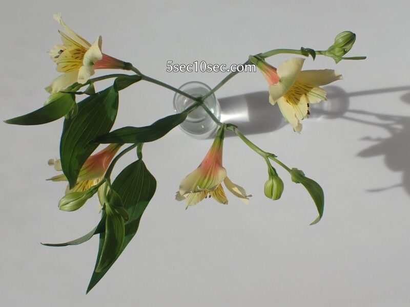 株式会社Crunch Style　Bloomee LIFE（ブルーミーライフ）レギュラープラン　アルストロメリアの茎がパーティションの役割をして、花瓶に生けやすい