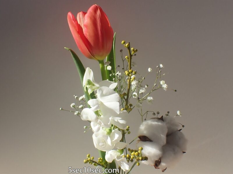 株式会社Crunch Style お花の定期便 Bloomee LIFE ブルーミーライフ　チョーリップは変化を楽しめるお花