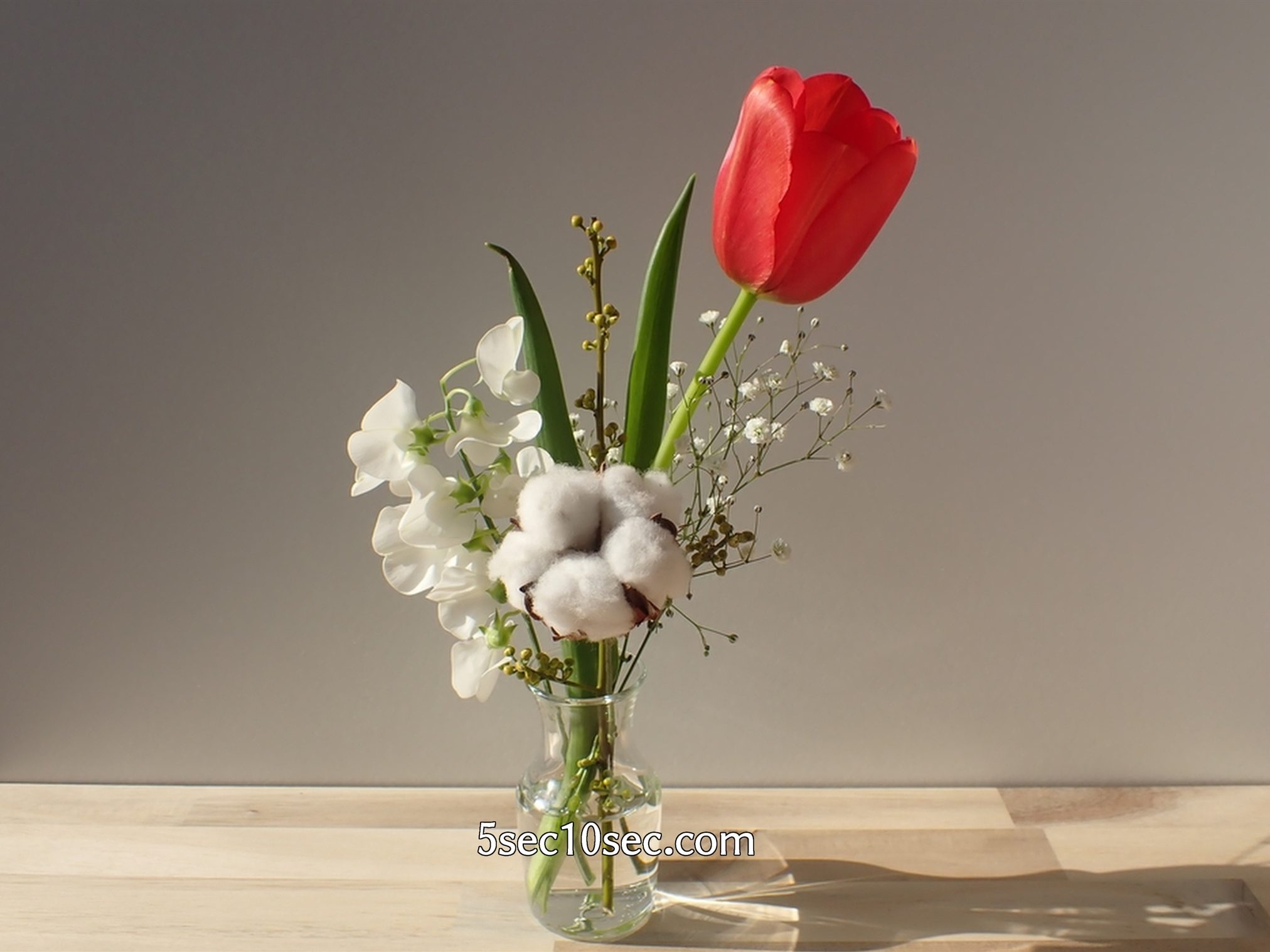 株式会社Crunch Style お花の定期便 Bloomee LIFE ブルーミーライフ　咲いたチューリップの花