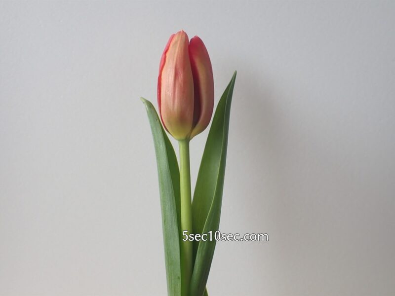 株式会社Crunch Style お花の定期便 Bloomee LIFE ブルーミーライフ　チューリップの写真