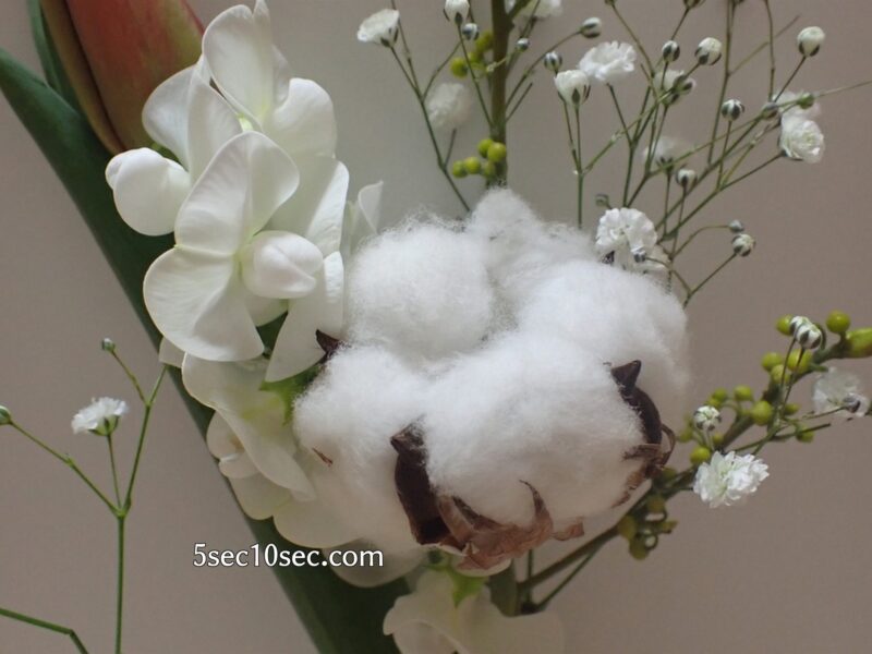 株式会社Crunch Style お花の定期便 Bloomee LIFE ブルーミーライフ　綿も、コットンフラワーという植物なのです