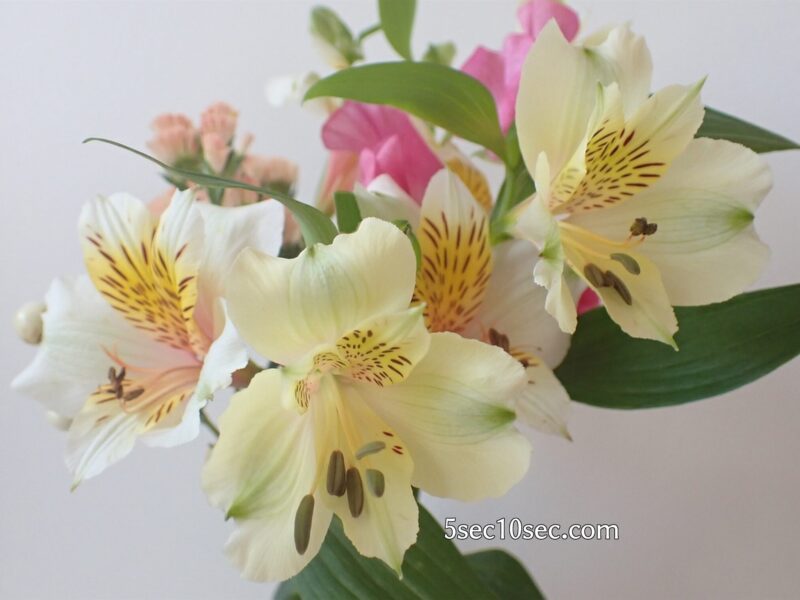 Bloomee LIFE（ブルーミーライフ）レギュラープラン　前回のお花のアルストロメリアのつぼみが開いて、いつの間にかお花が増えていた