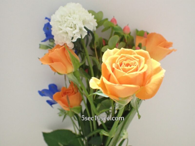 Bloomee LIFE（ブルーミーライフ）レギュラープラン　今週のお花　薔薇にも色んな種類があって、こちらはスプレーバラです